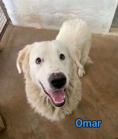 OMAR ADORABILE CUORE DI PANNA CANE IN ADOZIONE