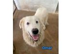 OMAR ADORABILE CUORE DI PANNA CANE IN ADOZIONE