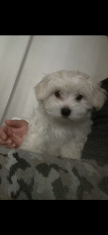 Maltese femminuccia 7 mesi - Foto 2