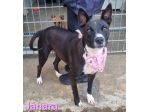 JANARA