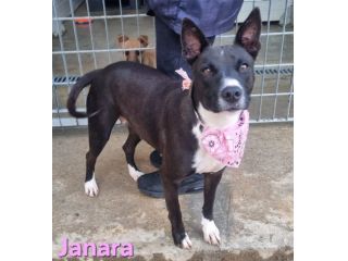 JANARA
