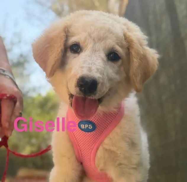 Cuccioli di due mesi in cerca di adozione - Foto 3