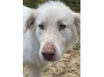 White Wolf