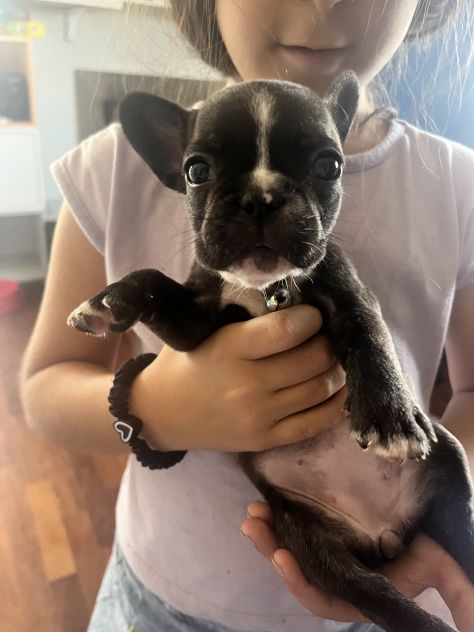 Animali bulldog francesi cosenza - Foto 6