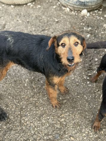 TARO, baffone dalla bontà sconfinata! - Foto 7