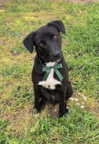 FINN cagnolino in adozione tg. medio piccola cerca una famiglia apri il suo box