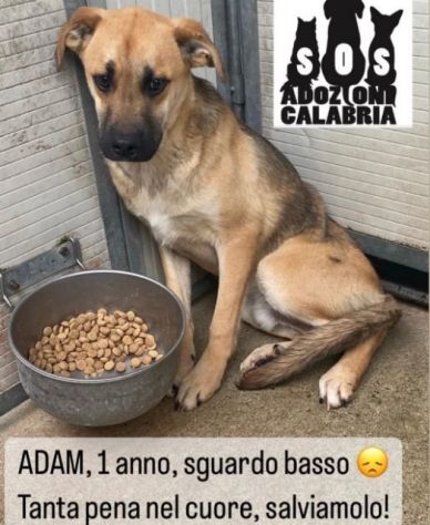 ADAM e KAMIL CUCCIOLONI IN ADOZIONE, BUONI E SOCIEVOLI; SPAVENTATI DAL CANILE - Foto 6