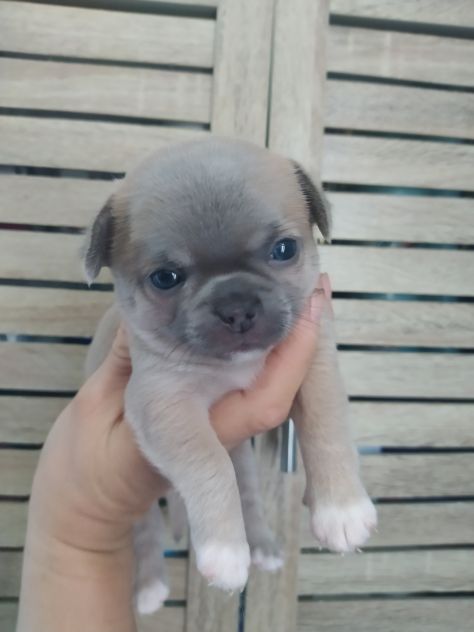 Chihuahua cucciole femmine