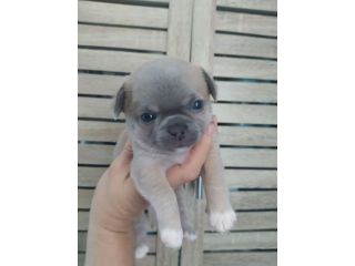 Chihuahua cucciole femmine