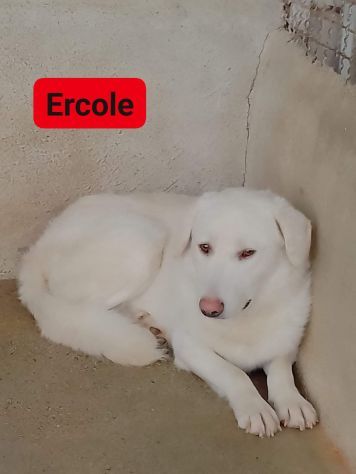 ERIBERTO, EUSEBIO, ERCOLE, CAGNOLINI IN ADOZIONE - Foto 4