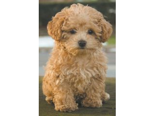 piccoli di maltipoo