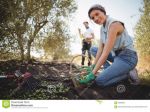 PERSONE PER RACCOLTA OLIVE