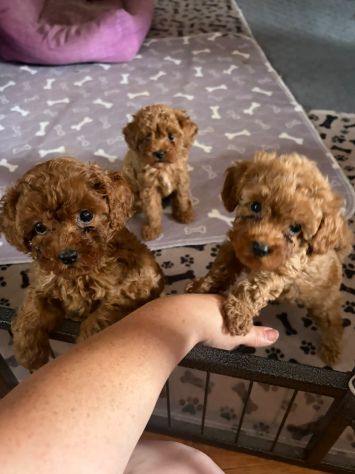 Cuccioli Barboncino Toy