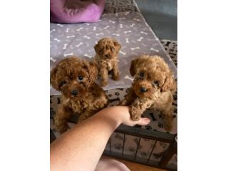 Cuccioli Barboncino Toy