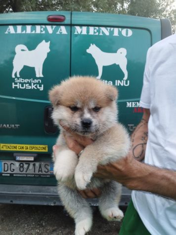 Cuccioli di Akita Inu con pedigree - Foto 3