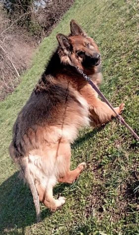 Maxx, bellissimo Pastore Tedesco adulto (a Milano) - Foto 7