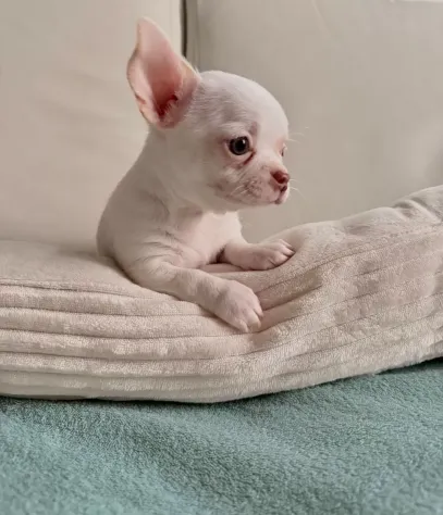 Cuccioli di Chiwawa