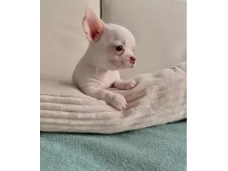 Cuccioli di Chiwawa