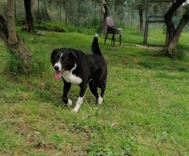 CHARLIE, simil border collie abbandonato cerca casa - Foto 6