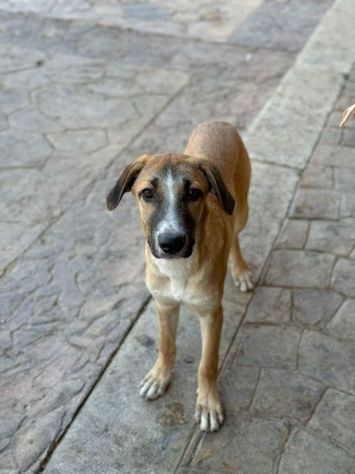 CUCCIOLO IN ADOZIONE TOMMY - Foto 4