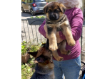 Cuccioli di Pastore Tedesco