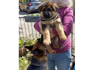 Cuccioli di Pastore Tedesco