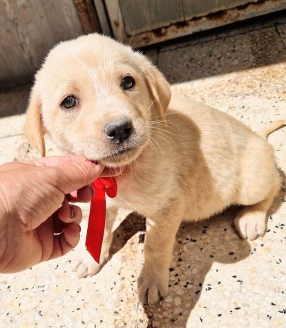 QUANTA TRISTEZZA NEGLI OCCHI DI PHOEBE! - Foto 6