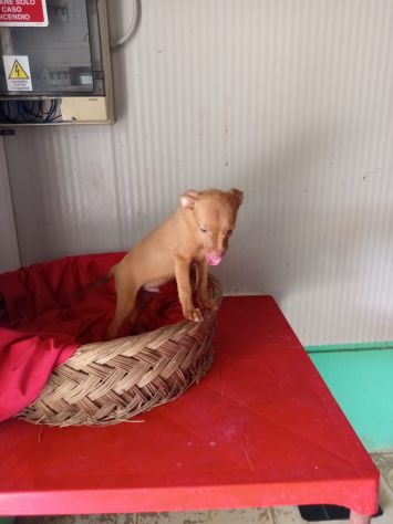 PINSCHER INCROCIO: 2 MESI E MEZZO, CERCANO UNA FAMIGLIA PER SEMPRE! - Foto 6