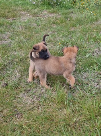 Pastore Belga Malinois Allevamento e cuccioli Lecce Brindisi Bari e in Puglia - Foto 2