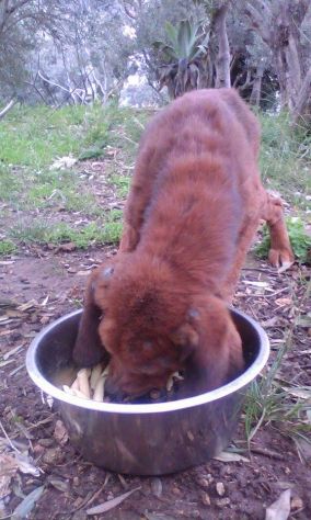 TOMMY, bracco dolcissimo per un cuore grande - Foto 4