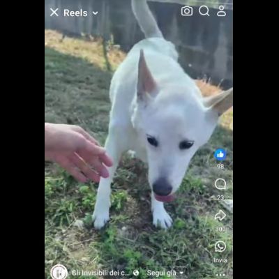 CUKY SEMPLICEMENTE DELIZIOSA CAGNOLINA IN ADOZIONE - Foto 5