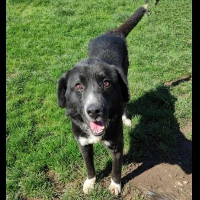 BENNY DOLCE E RISERVATO CAGNOLINO IN ADOZIONE - Foto 9
