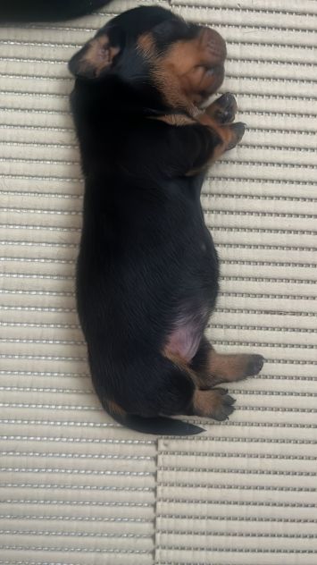 Cucciolo bassotto tedesco nano - Foto 6