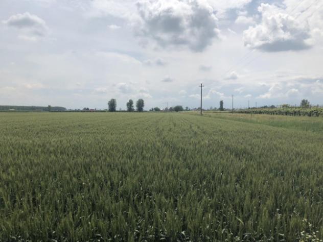 Terreno di 28500 m² in vendita a Novi di Modena - Foto 3