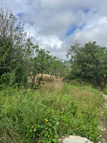 Vatolla- Perdifumo-terreno con piante di fichi e accesso su strada comunale - Foto 8