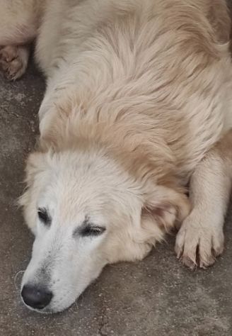 CANE IN ADOZIONE: DUCCIO - Foto 4