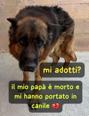 AXEL PASTORE TEDESCO 6/7 ANNI IN CANILE