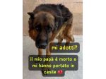 AXEL PASTORE TEDESCO 6/7 ANNI IN CANILE