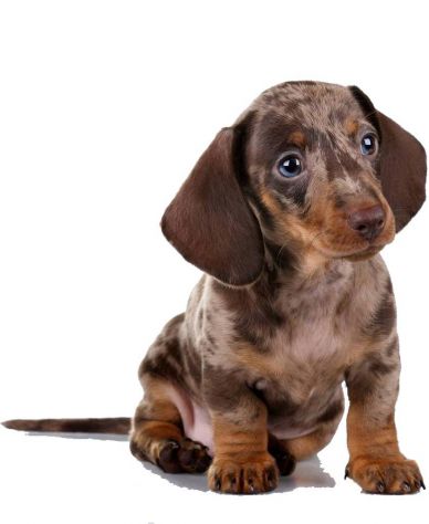 bassotti cuccioli