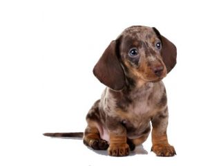 bassotti cuccioli
