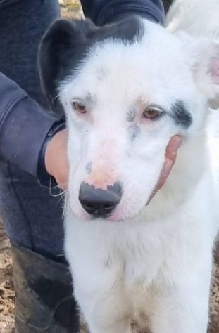 Bus , il cagnolino che prendeva l'autobus