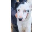 Bus , il cagnolino che prendeva l'autobus