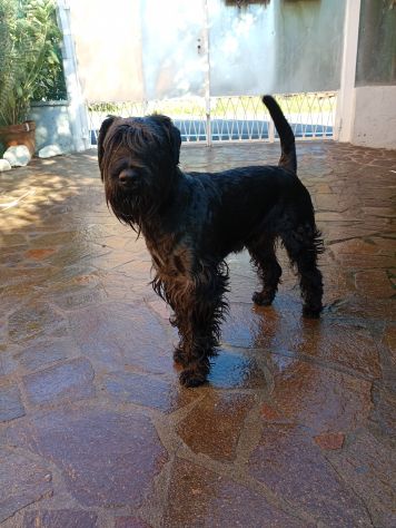 Regalo schnauzer medio - Foto 3