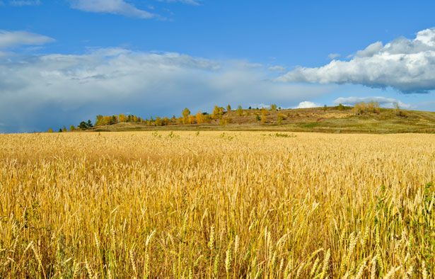 Azienda Agricola - Grosseto - Foto 4