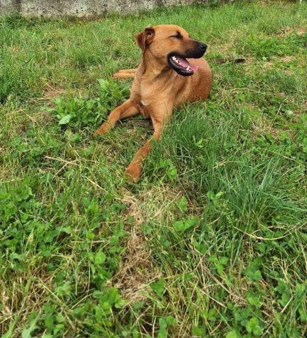 Pedro splendido meticcio - Foto 2