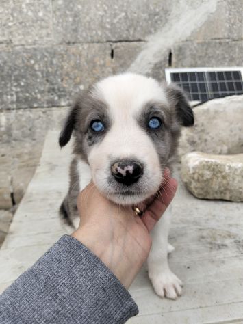 Cuccioli di Border collie - Foto 9