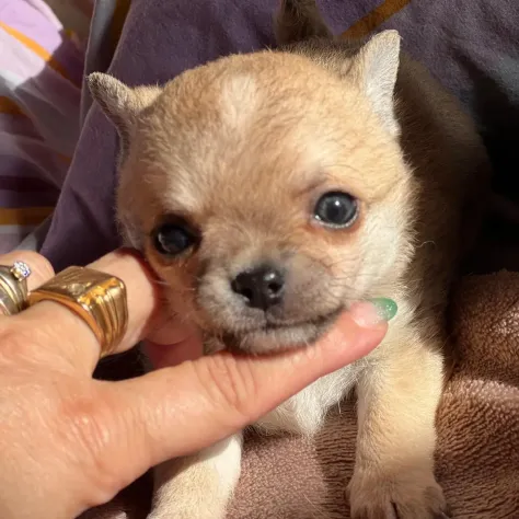 Cuccioli di chihuahua - Foto 4