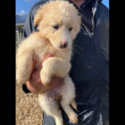 CUCCIOLI IN ADOZIONE UN MIRACOLO DI SALVEZZA - Foto 2