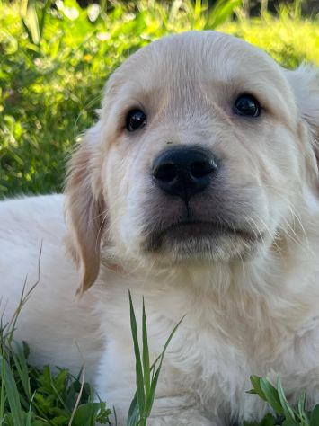 GOLDEN RETRIEVER CUCCIOLI COLOR CREMA - Foto 2