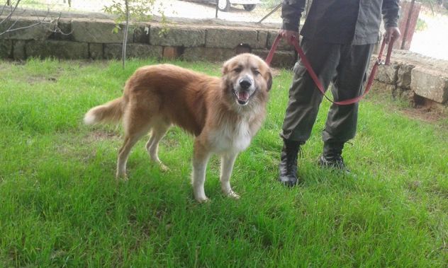 LEON, magnifico cagnolone - Foto 3